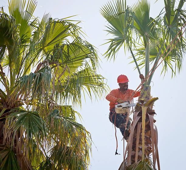 Trusted Saxon, SC Tree Service Experts